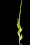 Acid-loving sedge